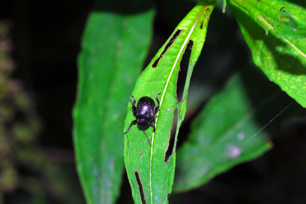 Chrysomelidae: Bromius obscurus